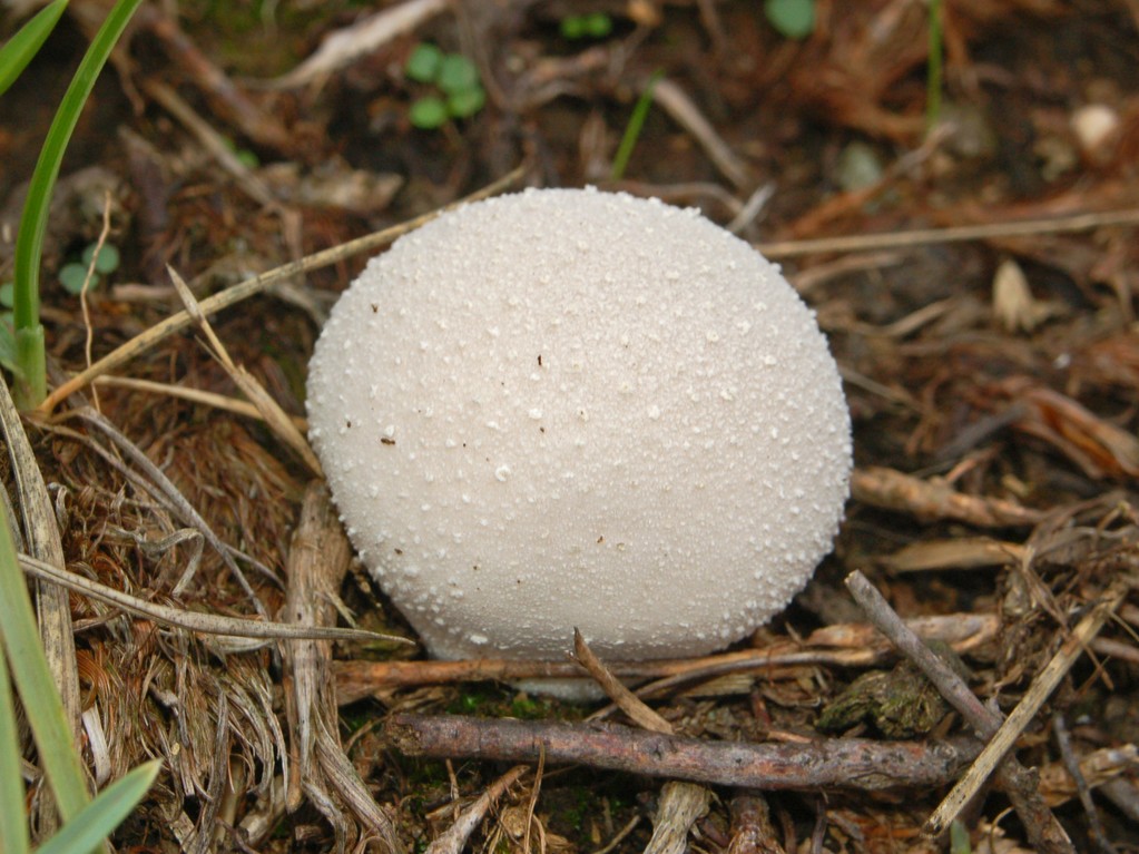 Funghi bianchi